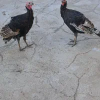 دهلران شهرک وحدت