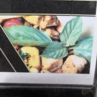 کباب زن آقا