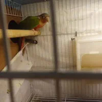 گرینچیک نر|پرنده|مشهد, محمدآباد|دیوار