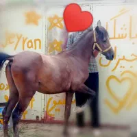 اسب درجه یک|اسب و تجهیزات اسبسواری|یزد, |دیوار