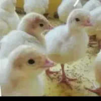 جوجه بوقلمون بیوتی ۶