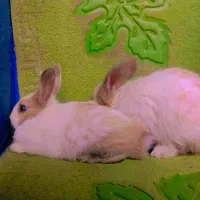 خرگوش مینیاتوری|موش و خرگوش|تهران, افسریه جنوبی|دیوار