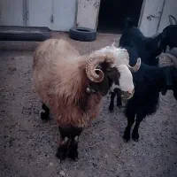 بره قوچ|حیوانات مزرعه|وردشت, |دیوار