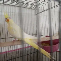 عروس هلندی|پرنده|کاشان, آیت الله سعیدی|دیوار