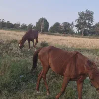 اسب مادیان نژاد عرب