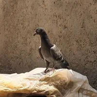 شازده هفرنگ گم شده