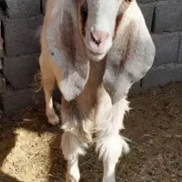 گوسفند|حیوانات مزرعه|بم, |دیوار