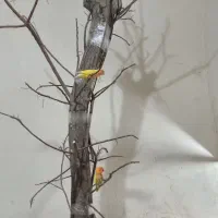 درخت پرنده|لوازم جانبی حیوانات|آران و بیدگل, |دیوار