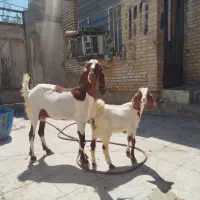 بز نیدی|حیوانات مزرعه|بندر ماهشهر, |دیوار