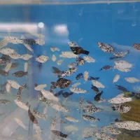 فروش عمده و تک ماهیان اکواریومی