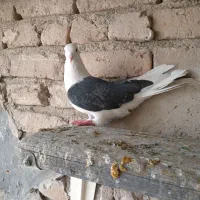 کفتر پرشی|پرنده|صباشهر, |دیوار