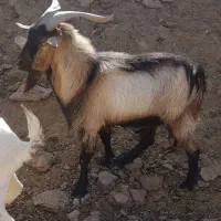 بزغاله نر یکساله|حیوانات مزرعه|ورزنه, |دیوار