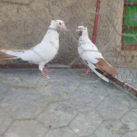 کبوتر نروماده دم سرخ