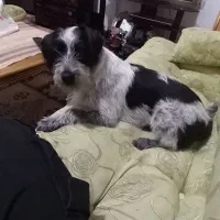 واگذاری سگ شیتزو رایگان|سگ|مهریز, |دیوار