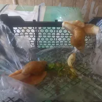 حلزون نروماده