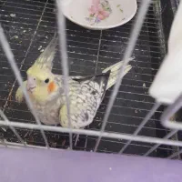 پرنده|پرنده|الوند, |دیوار