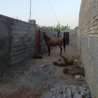 مادیان دره شوری