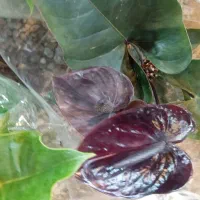 انواع گیاهان گل دار فصلی و چهارفصل|گل و گیاه طبیعی|رشت, حمیدیان|دیوار