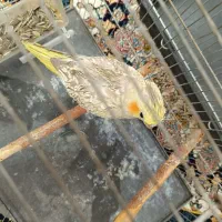 عروس هلندی با دو عدد قفس با لونه