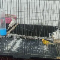 یک جفت قناری|پرنده|نورآباد, |دیوار