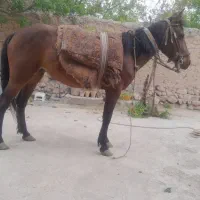 اسب گوسفندی