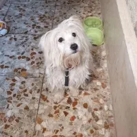 سگ شیتزو - پانی|سگ|رشت, دیلمان|دیوار