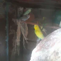 چند جفت مرغ عشق