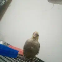 جوجه عروس هلندی