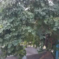 زمین کشاورزی