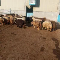 فروش بره|حیوانات مزرعه|دهدشت, |دیوار