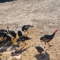 بوقلمون نرو ماده|حیوانات مزرعه|سیروان, |دیوار