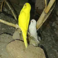 مرغ عشق مولد چشم قرمز با جوجه جوانه و سرلاکی|پرنده|ایرانشهر, |دیوار