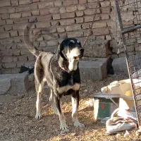 سگ پژدر ماده