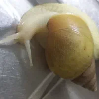 حلزون مولد فک کنم الیبنو