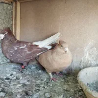 کبوتر جفتگاه درجه یک