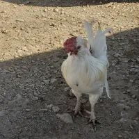 باسلام فروش ۱عددخروس گلین درجه ۱|حیوانات مزرعه|سرپل ذهاب, |دیوار