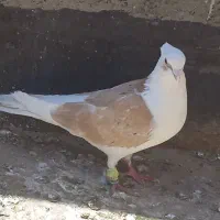 کفتر