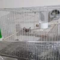 لوازم|ماهی|مشهد, امیریه|دیوار