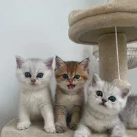 گربه های زیباتر از عروسک