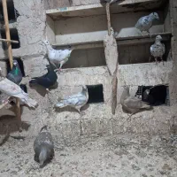 تقریبا 16 تا کفتر