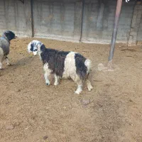 میش وبره|حیوانات مزرعه|فولادشهر, A2|دیوار