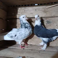 کبوتر شازده
