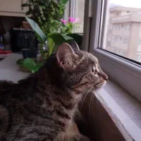 واگذاری گربه DSH بغلی و بازیگوش