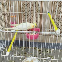 پرنده عروس هلندی|پرنده|اندیمشک, |دیوار