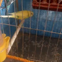 دو جفت مرغ عشق|پرنده|کرمان, |دیوار