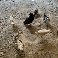 مرغ گلین