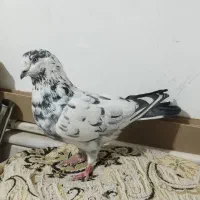 نر و ماده خوب