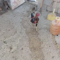 خروس لاری12ماهه بدونه مریضی|حیوانات مزرعه|تکاب, |دیوار