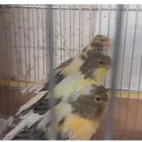 جوجه قناری ابلق