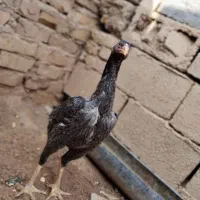 جوجه مرغ لاری